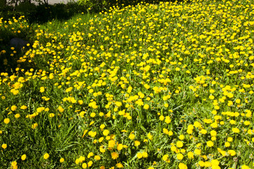 Flower Meadow with yellow blossoming summer flowers of dandelion.