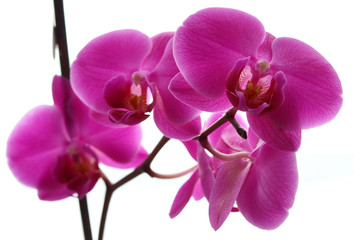 Beautiful tropical pink orchid phalaenopsis isolated on a white background.