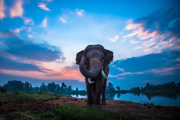 Zelfklevend Fotobehang Thai elephant © PRASERT