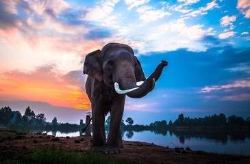 Thai elephant © PRASERT