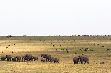 Savannah with large and small herbivores. Elephant family in the savannah. Masai Mara, Kenya