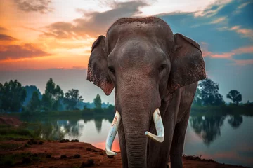 Fotobehang Thai elephant © PRASERT