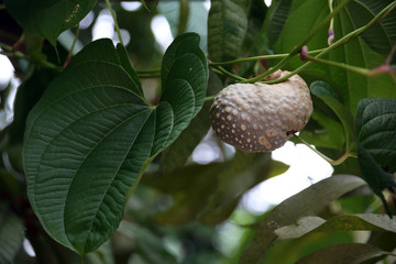 Luftkartoffel (Dioscorea bulbifera),Kletterpflanzen mit Bulbille