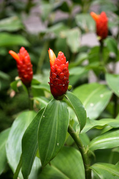 rote Blüte des Ingwergewächs Costus woodsonii