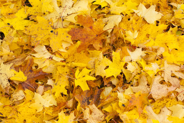 Naklejka na ściany i meble Beautiful autumn park with yellow maple leaves.