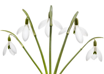 Five flowers of snowdrop isolated on white background