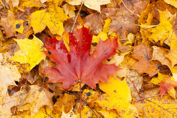 Beautiful autumn park with yellow maple leaves.