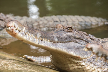False gharial