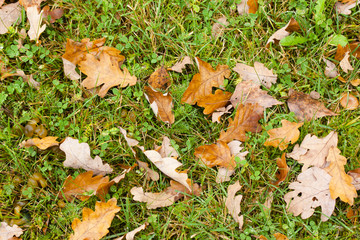 Yellow and brown leaves in autumn on a green grass.