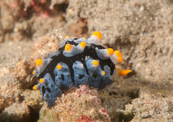 Varicose phyllidia ( Phyllidia varicosa ) nudibranch crawling across the seafloor of Bali, Indonesia
