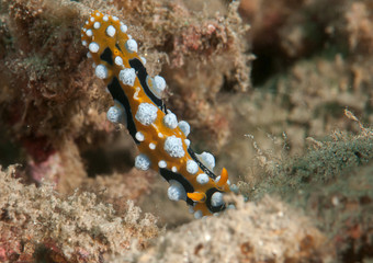 Obraz na płótnie Canvas Ocellate phyllidia nudibranch ( Phyllidia ocellata ) crawling on corals of Bali,Indonesia.