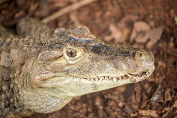 False gharial