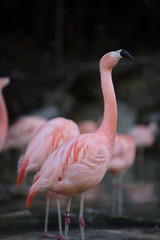Flamingo isolated on dark background