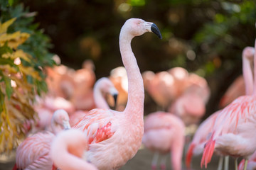 Profile of flamingo in herd