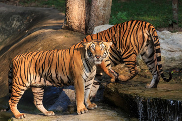 Asian- or bengal tiger standing in the forest