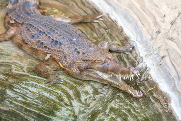 Crocodile with mouth open and eyes closed