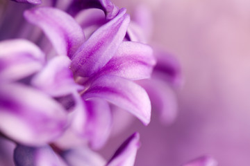 Fototapeta na wymiar purple world