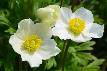 Zawilce ogrodowe, kwitnące wiosną białe kwiatki