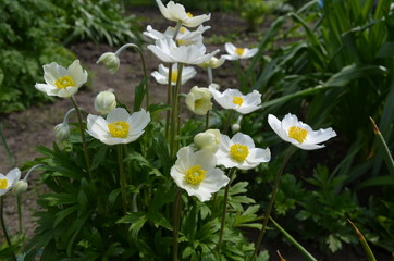 Zawilce ogrodowe, białe kwiaty, anemony