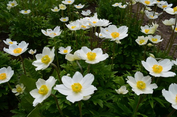 Białe kwiatki, kwitnące zawilce ogrodowe, Anemone