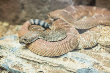 Close up of rattlesnake coiled up
