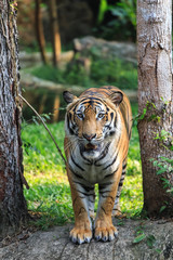 Fototapeta na wymiar Asian- or bengal tiger standing in the forest