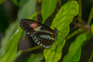 Exotischer Schmetterling saugt Nektar an einer Blüte