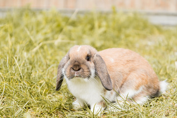 Zwergkanninchen