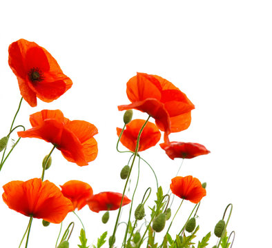 Red poppy flowers isolated .