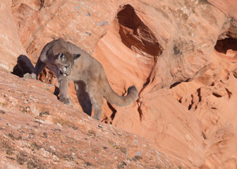 Young cougar standing on a red sandstone ledge looking back over it's shoulder towards the ground...
