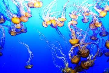 Naklejka na ściany i meble Jellyfish in a marine aquarium against a background of blue water