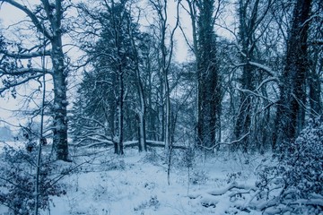 A Snow Covered Forest