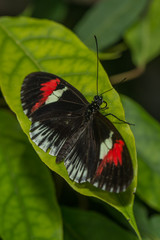 Exotischer Schmetterling saugt Nektar an einer Blüte