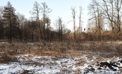 the frozen swamp, dry grass under the snow