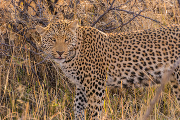 Female leopard on the prowl