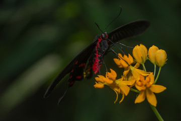 Exotischer Schmetterling saugt Nektar an einer Blüte