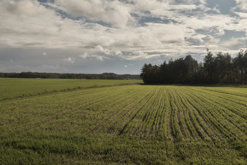 green field with trees and blue sky at autumn time