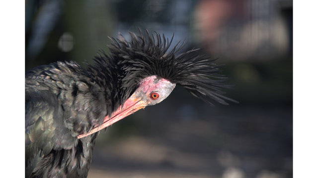 Waldrapp bei der Pflege