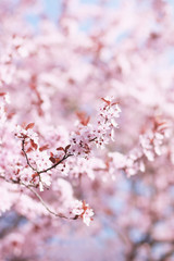 Obraz premium Spring Plum blossoms. Pink Spring Flowers.