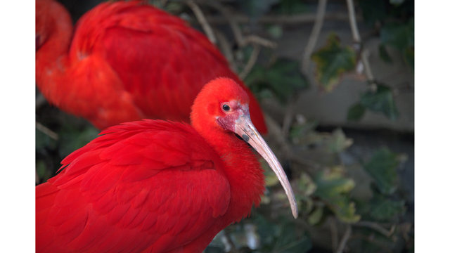 Roter Sichler