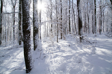 Frozen Forest 6