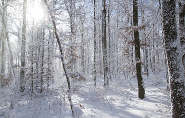 Frozen Forest 7