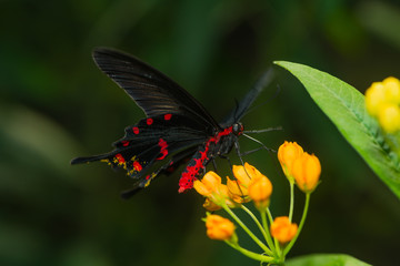 Fototapeta na wymiar Exotischer Schmetterling saugt Nektar an einer Blüte