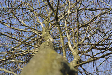 beech