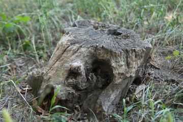 Tree trunk