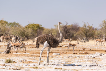 Naklejka premium Female ostrich