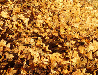 Yellow dried leaves of maples. Yellow autumn foliage close-up.