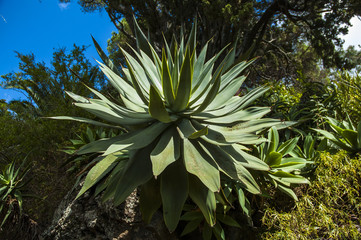 Fototapeta premium Agave plants in the garden, Funchal, Madeira