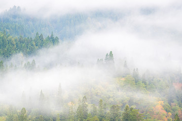 Pine Forest Misty background