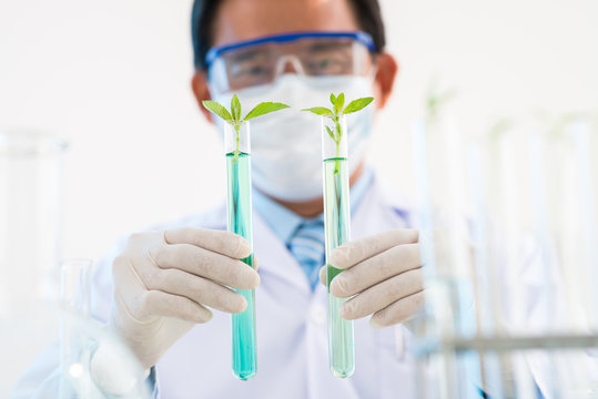 Testing GMO Plants